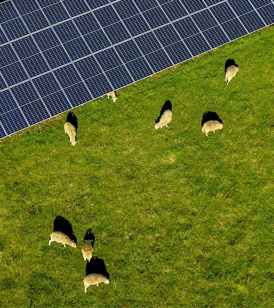 FACTIUN FIX® solar panels on agricultural land with grazing livestock.